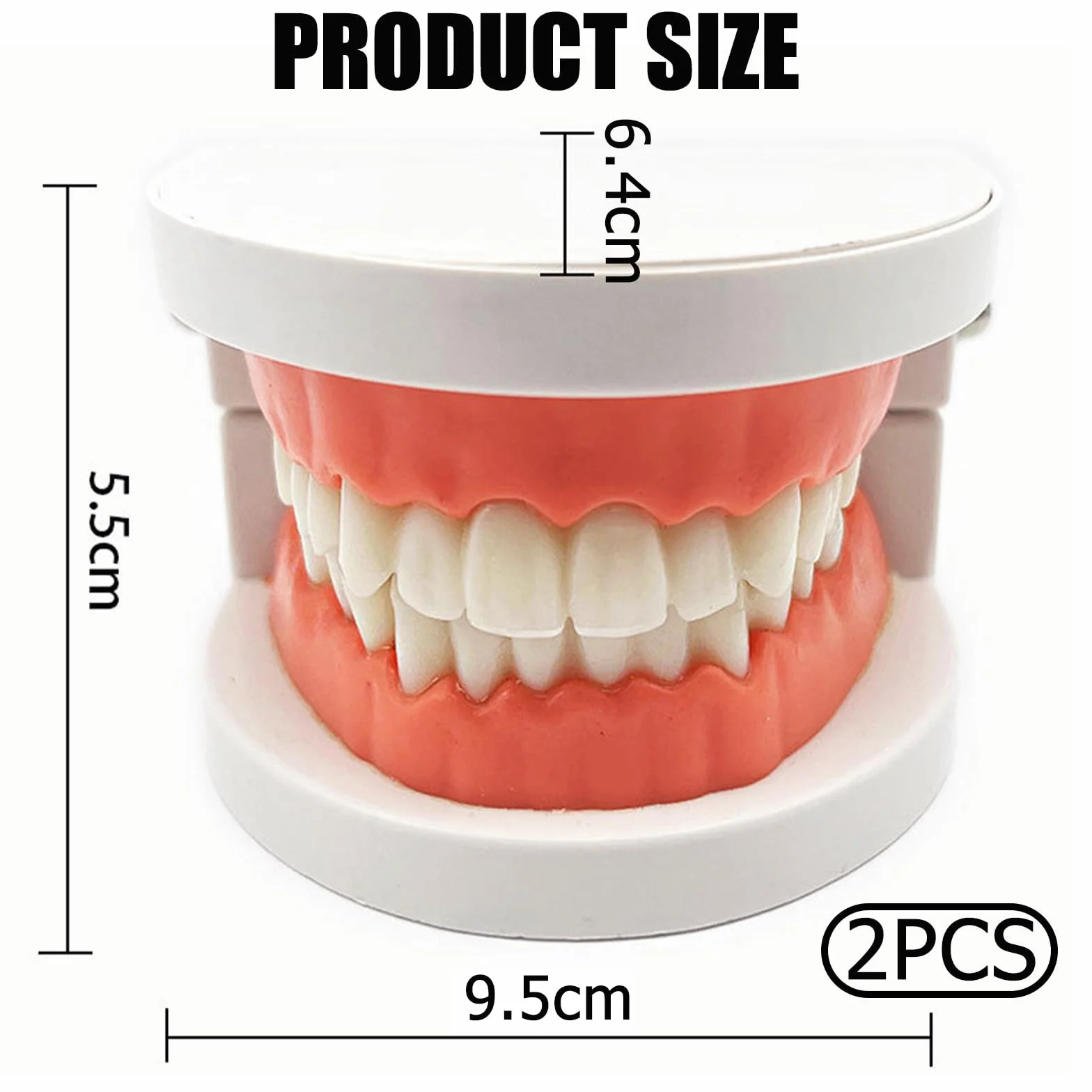 Model Dentystyczny Denti Anatomici 180°