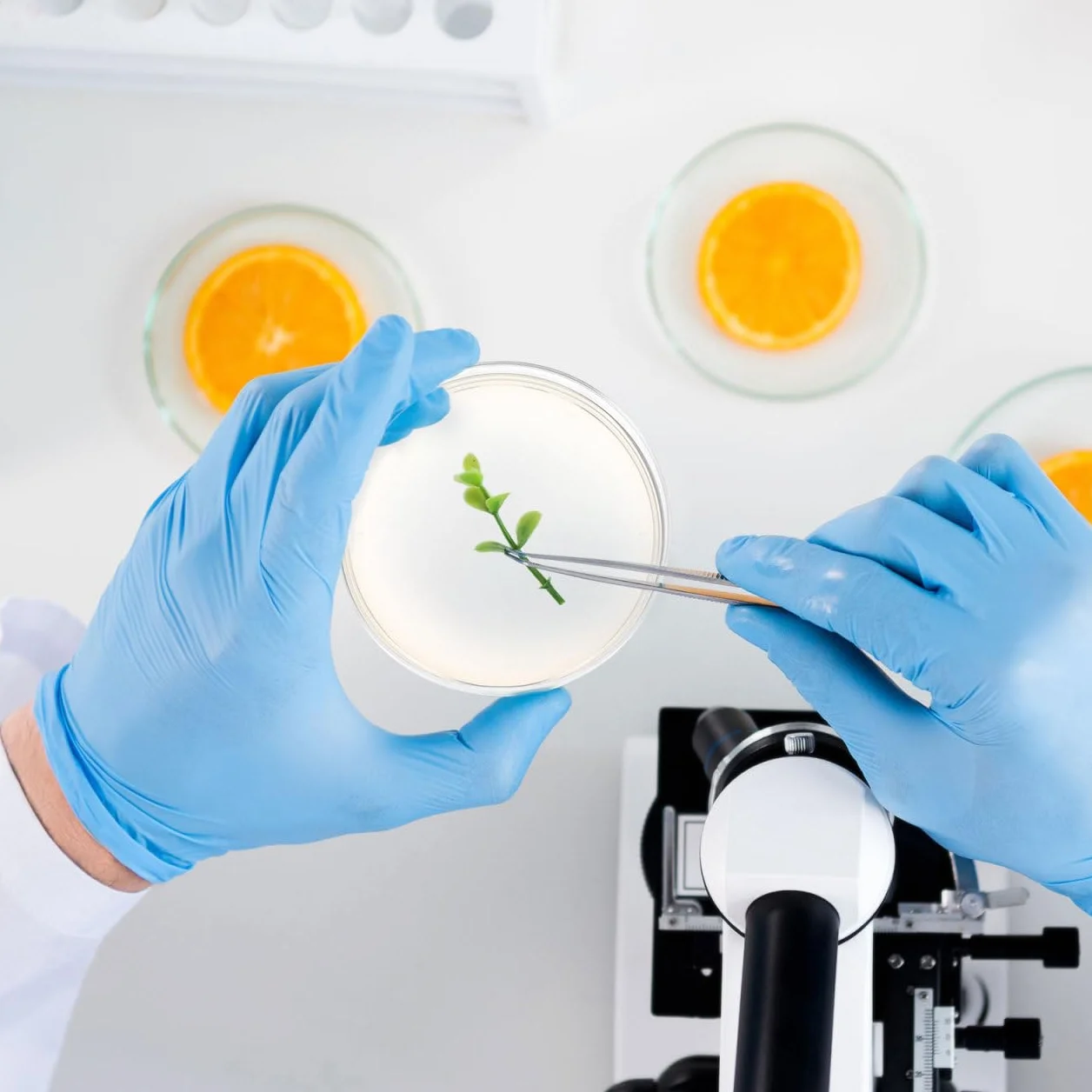 ULTECHNOVO 10 lastre di agar da 7 cm, preriempite di agar Petri, per esperimenti microbiologici, materiali di laboratorio, per applicazioni scientifiche, set di scienze con agar