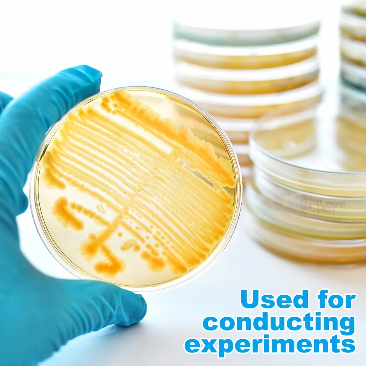 ULTECHNOVO 20 Piastre Di Petri Con Agar Preversato Per Esperimenti Scientifici Piastre Da Laboratorio 7X7Cm Ideali Per Scienze Stem E Progetti Didattici