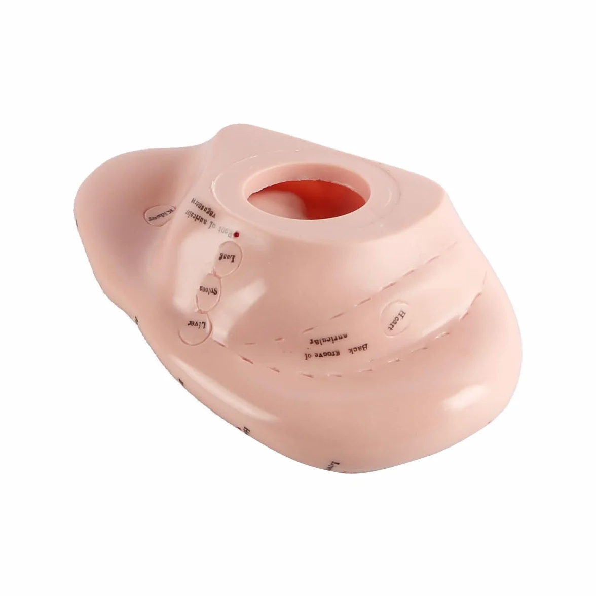 Modello punti di agopuntura dell'orecchio in PVC morbido 17 cm