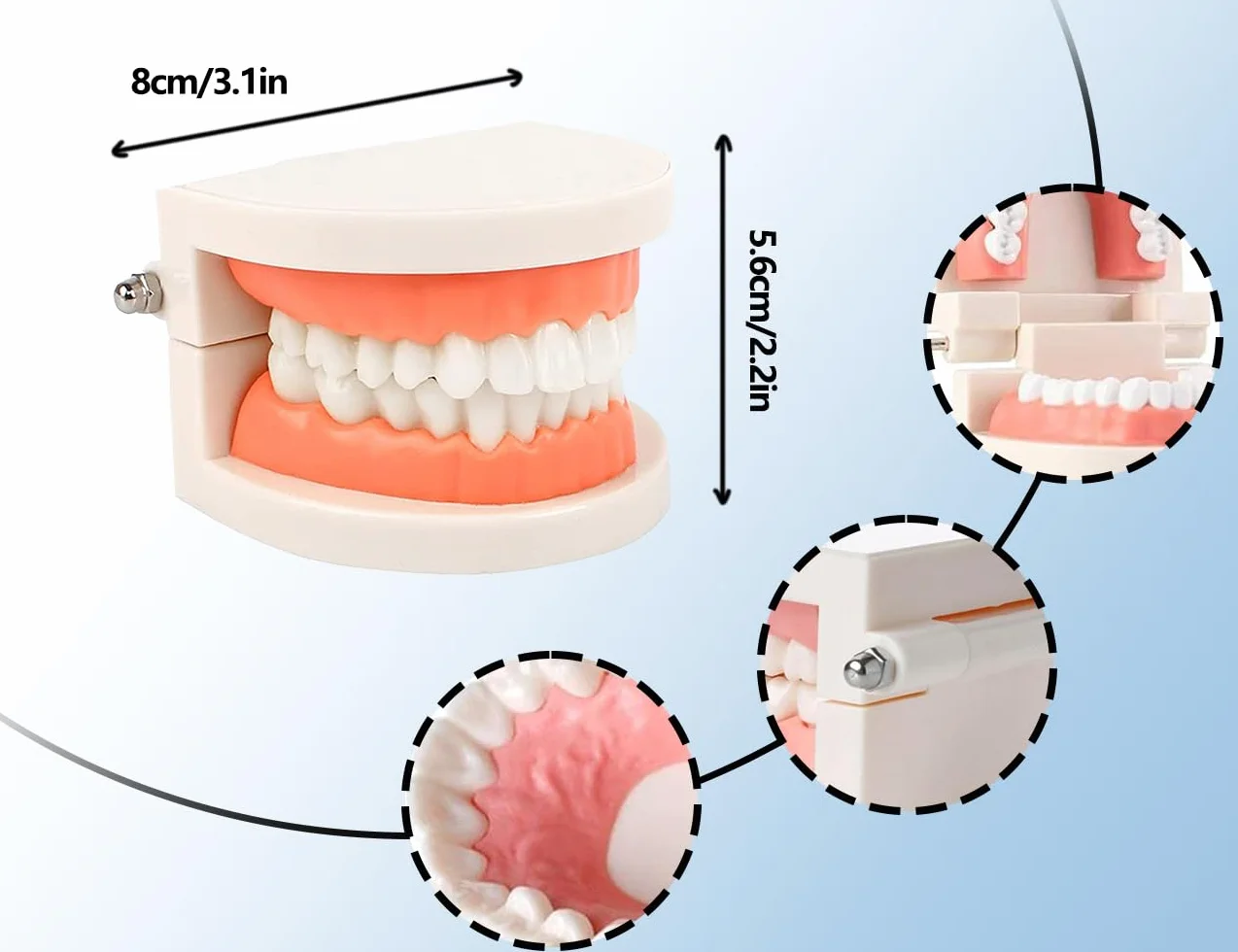 KAPSING Modello di Protesi Dentaria Standard per Dentista, Realistico Modello di Dente, per Ricerca e Mostre