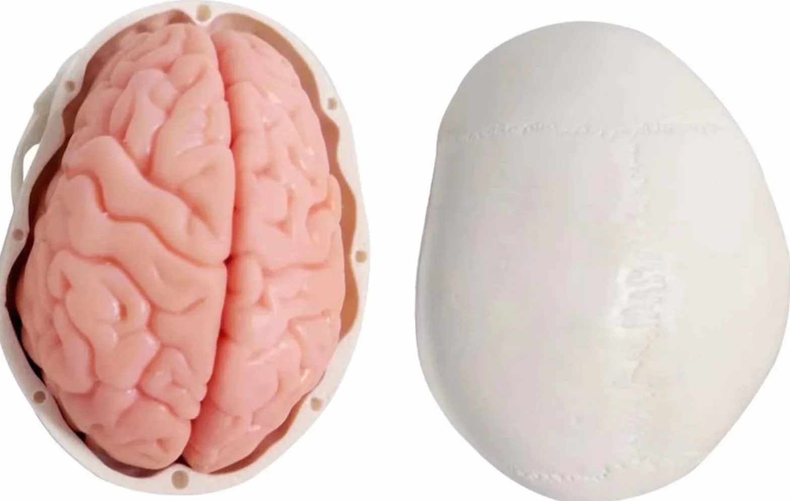 Cranio Umano in Miniatura 3 Pezzi con Cervello in 2 Parti, Modello Educativo per Apprendimento