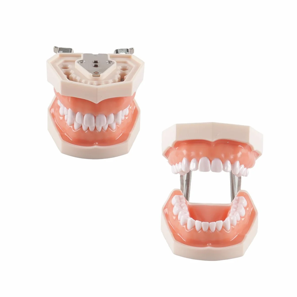 Modello di denti dentali Typodont 28 pezzi per studi dentistici studenti odontoiatria