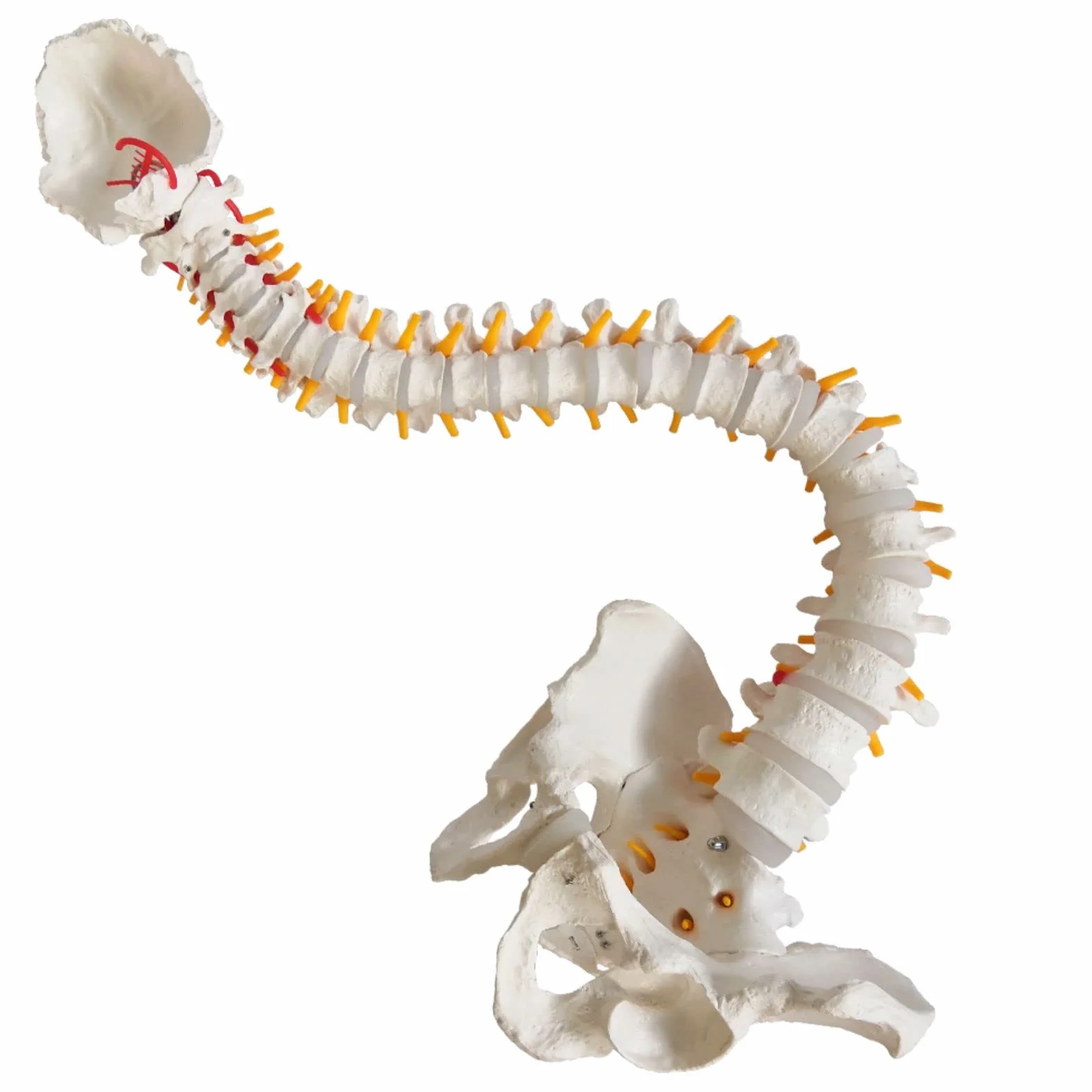 Modelo de columna vertebral flexible a tamaño natural 33 pulgadas (85 cm) con médula espinal, vértebras, nervios, arterias, lumbar, pelvis y soporte
