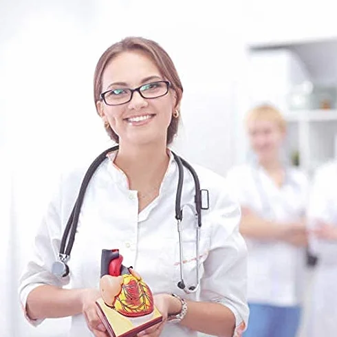 Modello di cuore umano a grandezza naturale 2 pezzi, modello cardiaco anatomico 1:1, 34 strutture