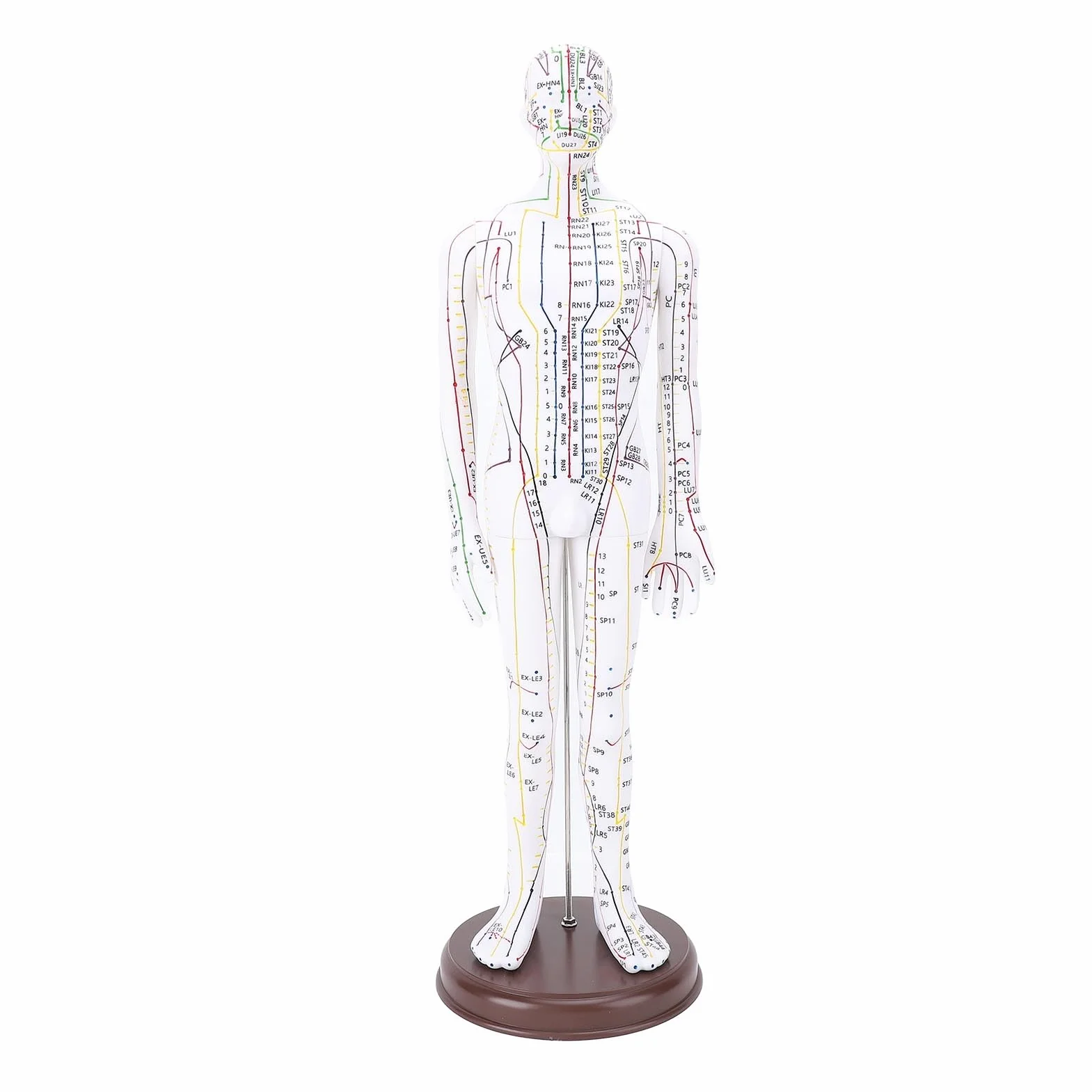 Modello di Agopuntura del Corpo Umano Alta Definizione per Insegnamento
