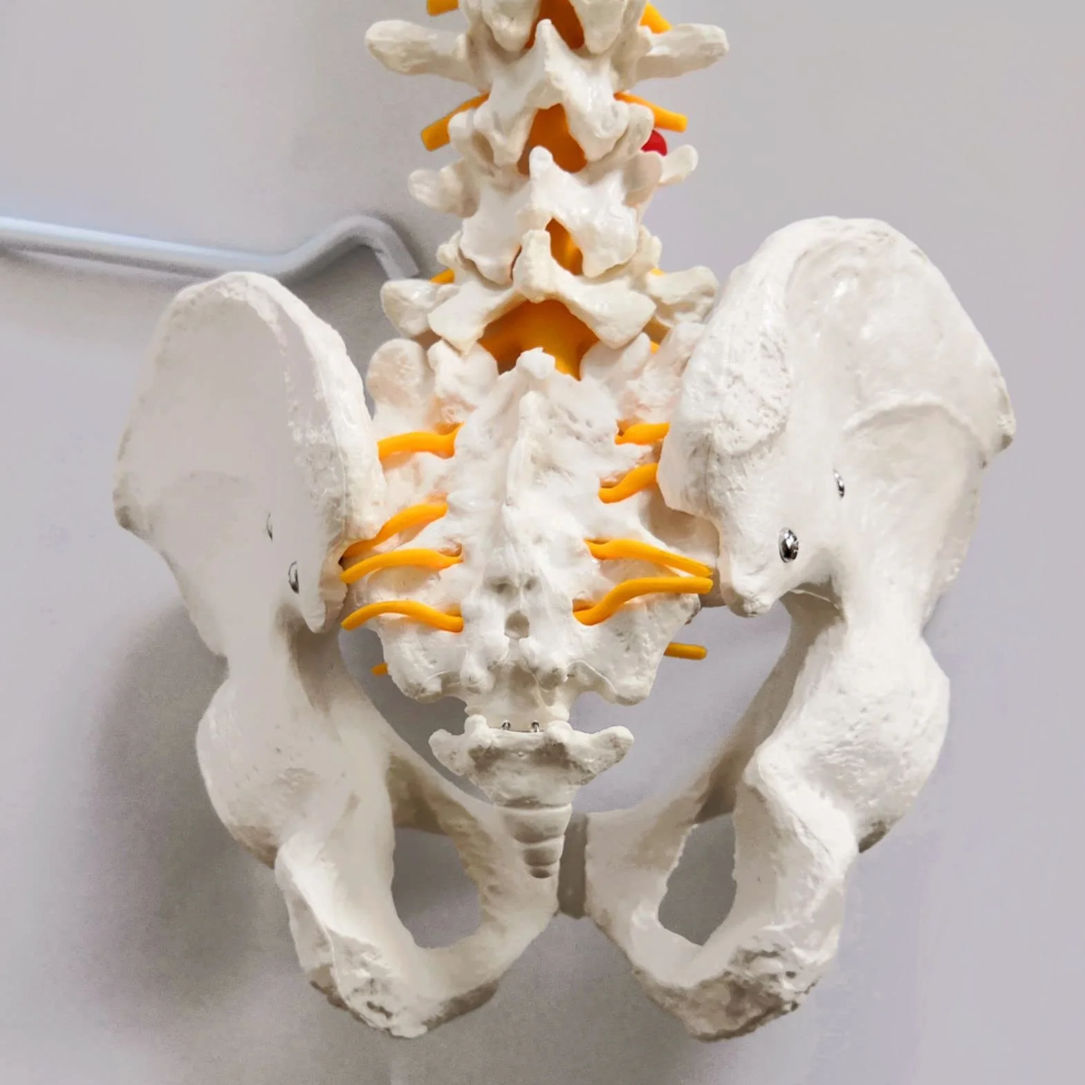 Modelo de columna vertebral flexible a tamaño natural 33 pulgadas (85 cm) con médula espinal, vértebras, nervios, arterias, lumbar, pelvis y soporte