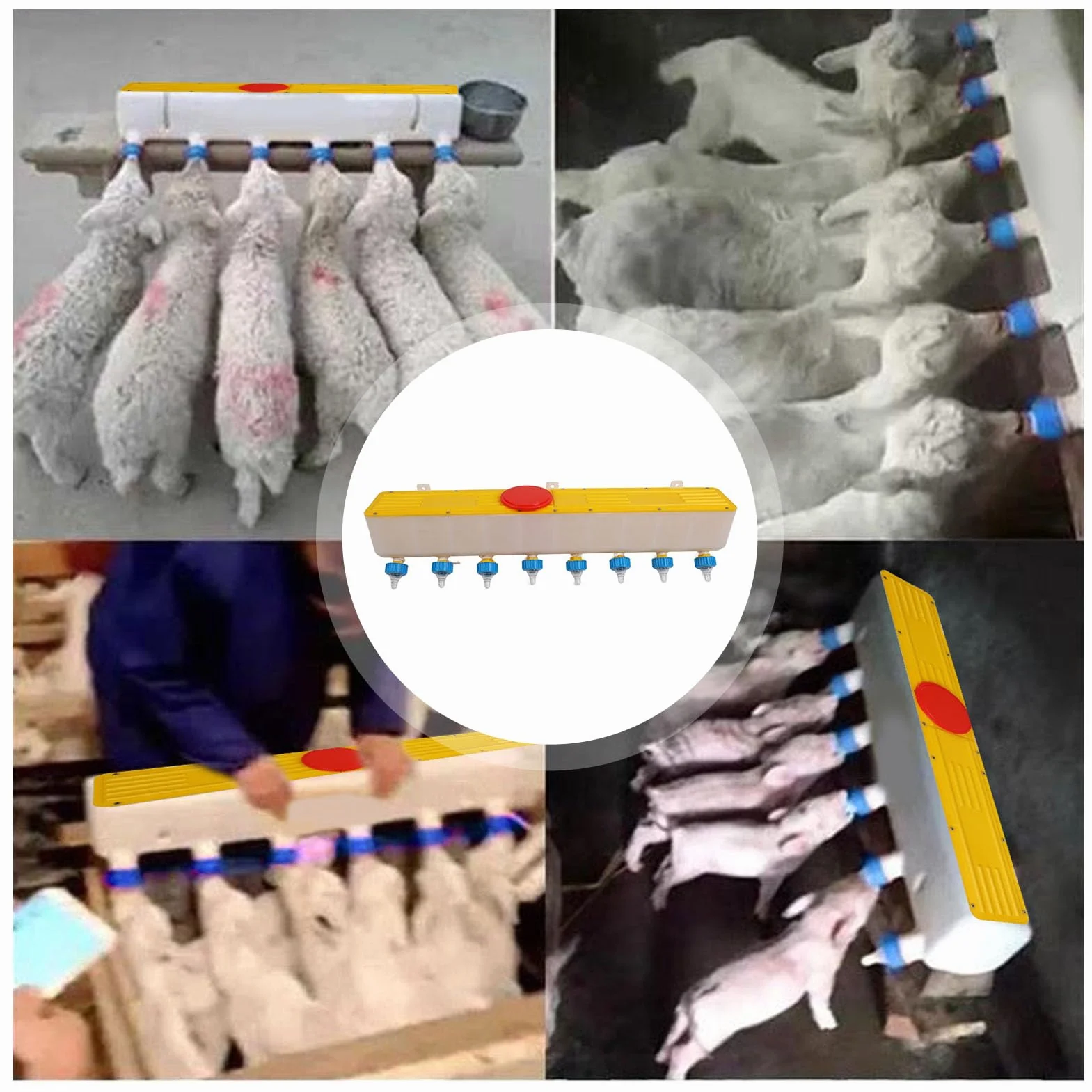 Mangiatoia per Bevande per Agnello in Silicone 10 Litri Montato a Parete con 8 Capezzoli