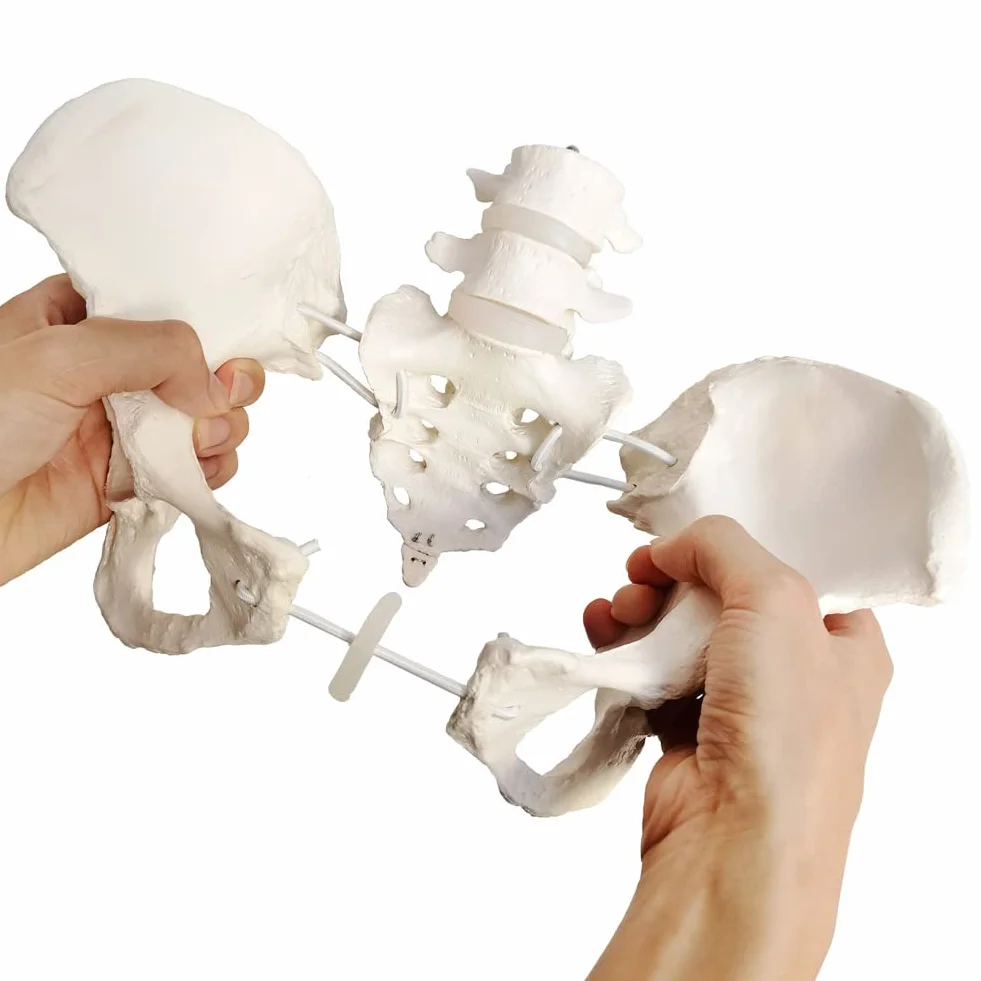 EVOTECH SCIENTIFIC Modello pelvico Femminile Flessibile Su Elastico, Modello Anatomico Medico