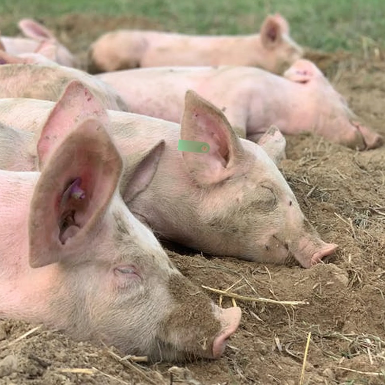 Pezzi Marchi Auricolari per Bestiame in Plastica Verde, Etichette Auricolari per Ovini, Capre, Suini e Bovini, Foro Piccolo
