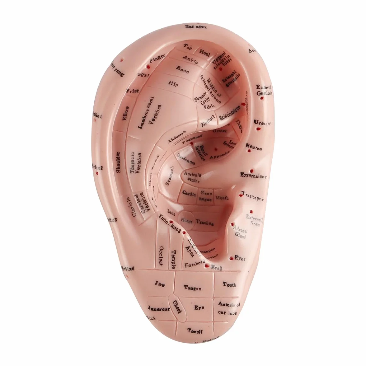 Modello punti di agopuntura dell'orecchio in PVC morbido 17 cm