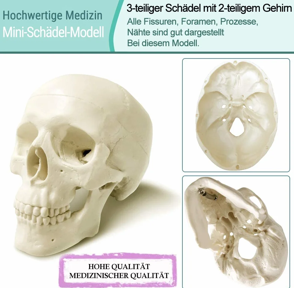 Cranio Umano in Miniatura 3 Pezzi con Cervello in 2 Parti, Modello Educativo per Apprendimento