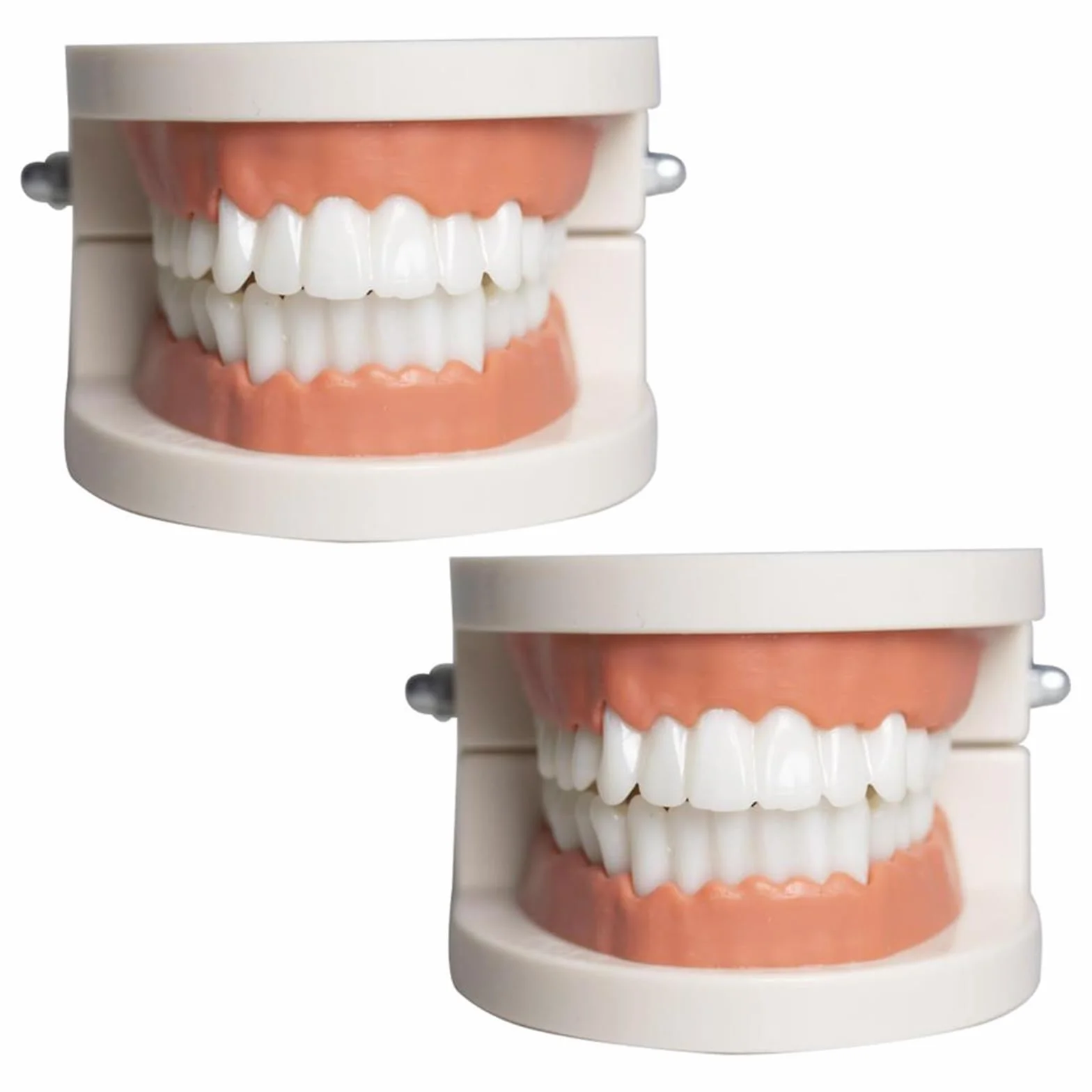 Model Dentystyczny Denti Anatomici 180°