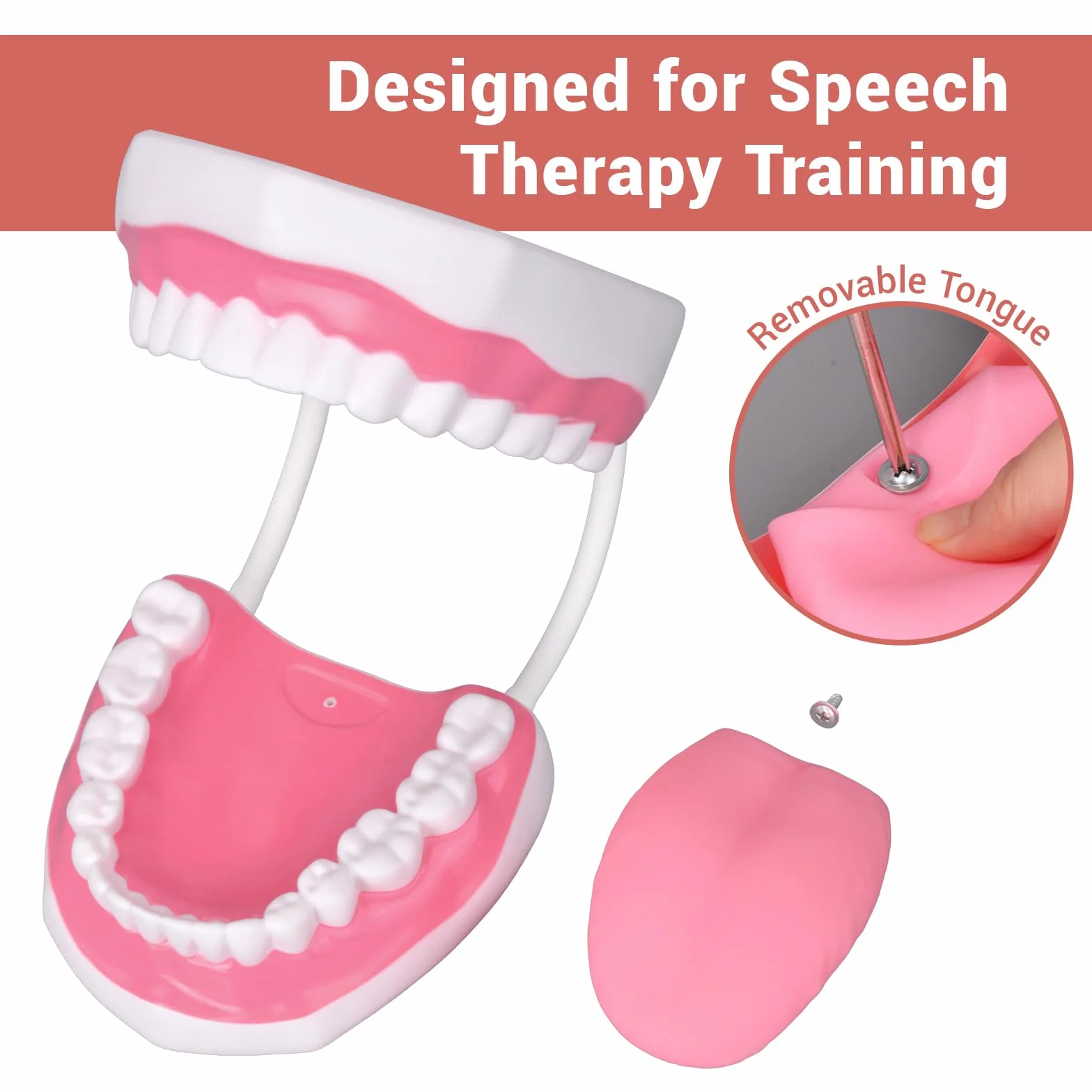 Ultrassist Modello Dentale 6x Ingrandito con Spazzolino per Insegnamento Spazzolatura Bambini