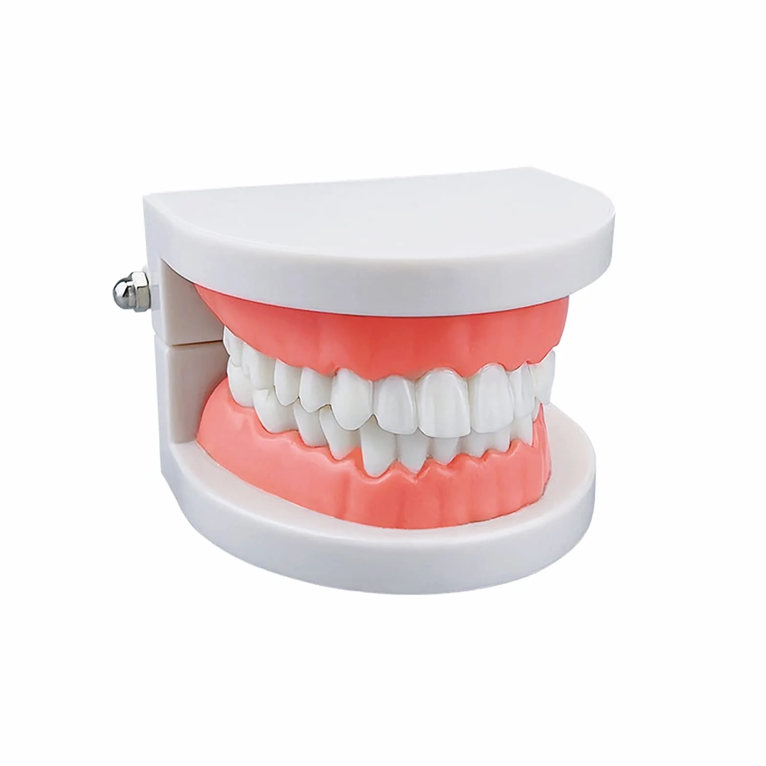 Dental Study Supplies Adult Standard Typodont Teeth Model Without Wisdom Teeth