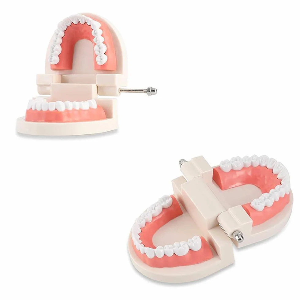 WANGCL Modello Dentale Denti Anatomici per Insegnamento Cura Orale