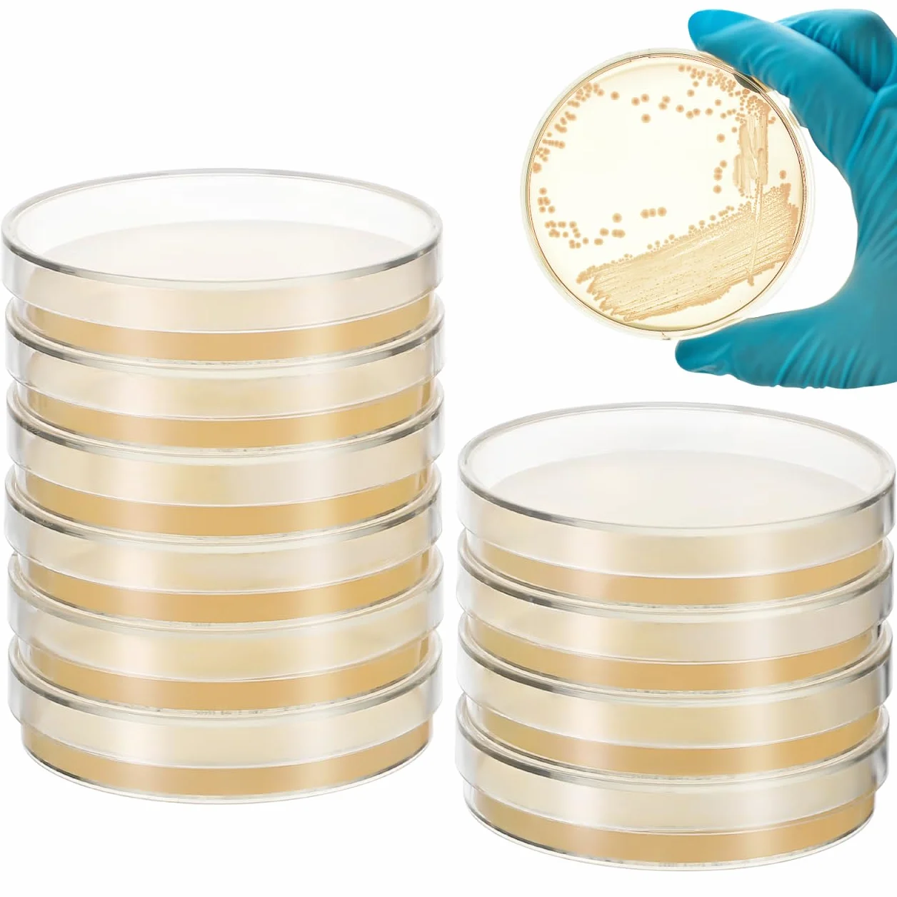 ULTECHNOVO 20 Piastre Di Petri Con Agar Preversato Per Esperimenti Scientifici Piastre Da Laboratorio 7X7Cm Ideali Per Scienze Stem E Progetti Didattici