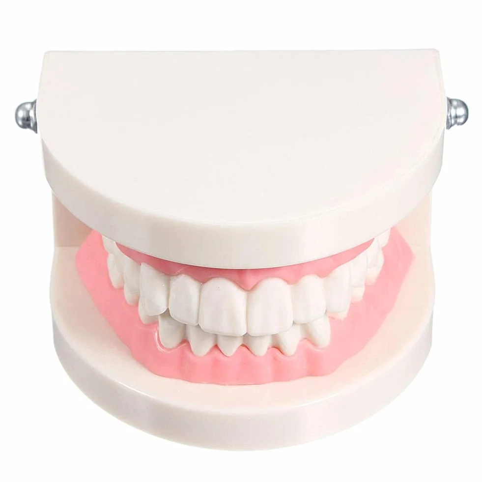 WANGCL Modello Dentale Denti Anatomici per Insegnamento Cura Orale