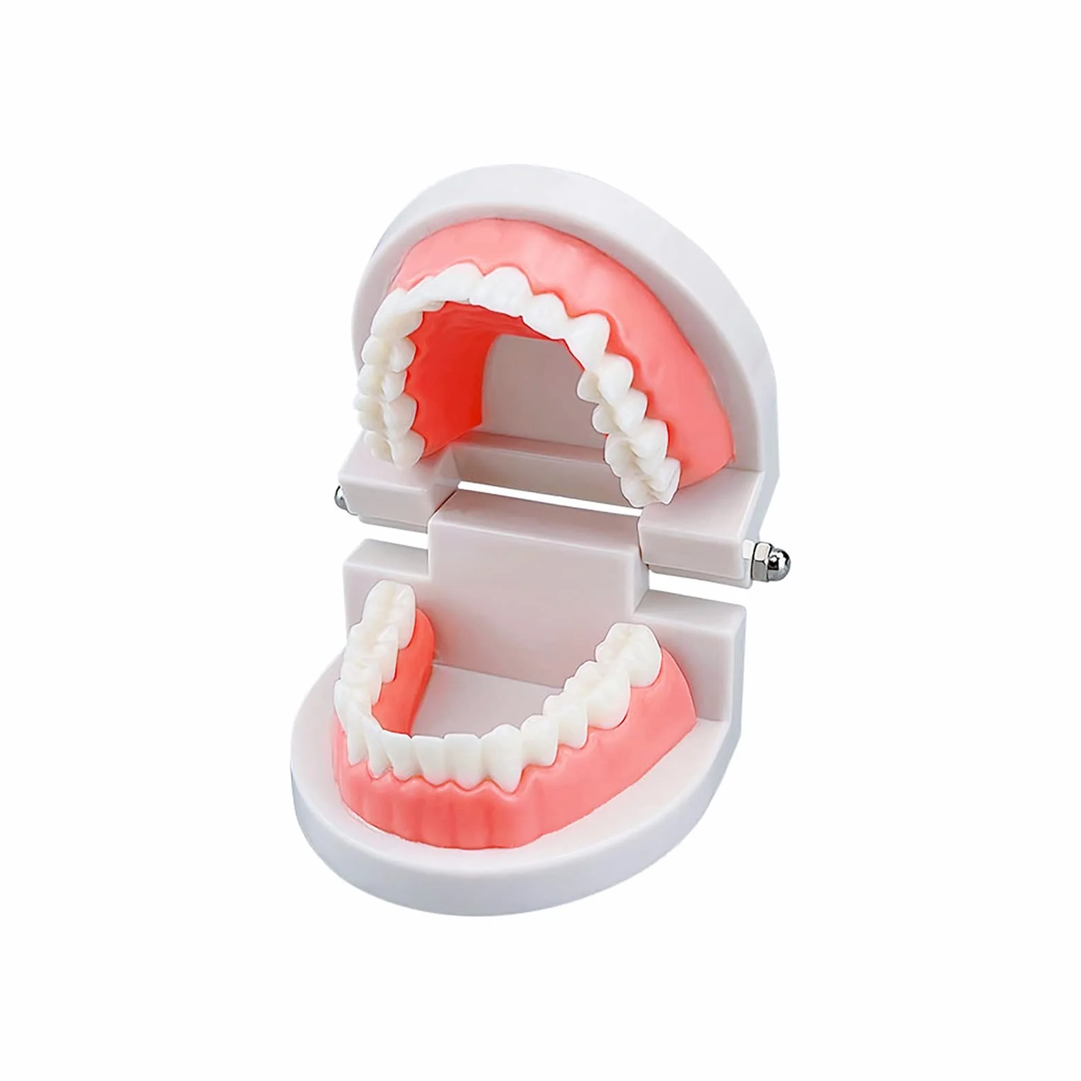 Dental Study Supplies Adult Standard Typodont Teeth Model Without Wisdom Teeth