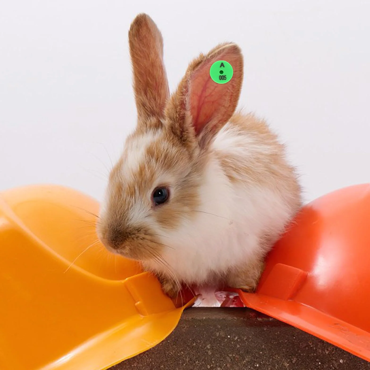 Yardenfun Etichette per Orecchie di Coniglio in Pp Verde 100 Pezzi Facili da per Identificazione e Tracciamento Animali Domestici e Piccoli Animali da Allevamento