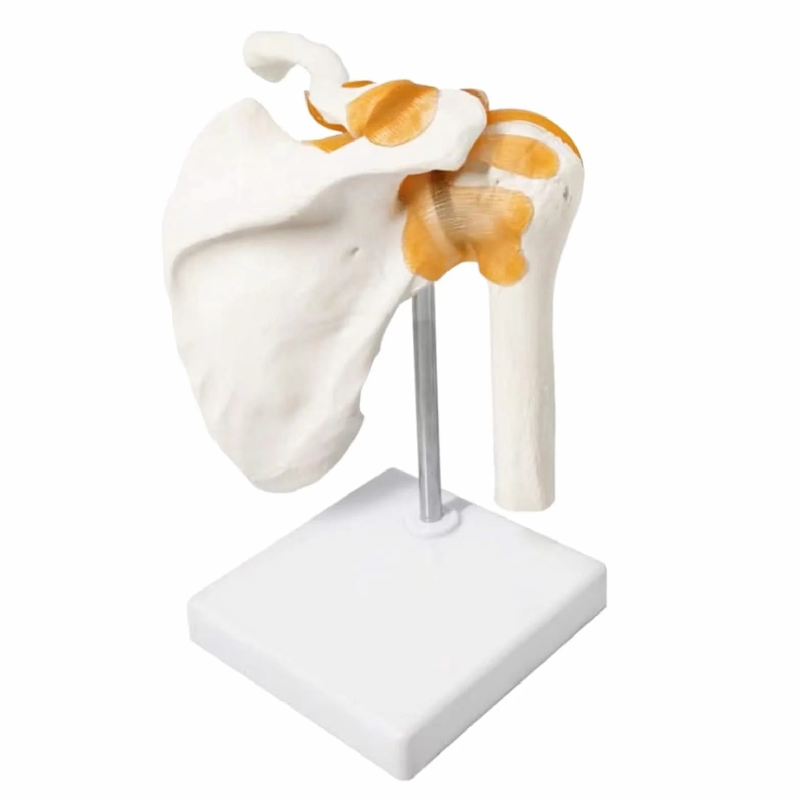 Modello anatomico dell'articolazione della spalla, scheletro medico umano, riproduzione per studi medici