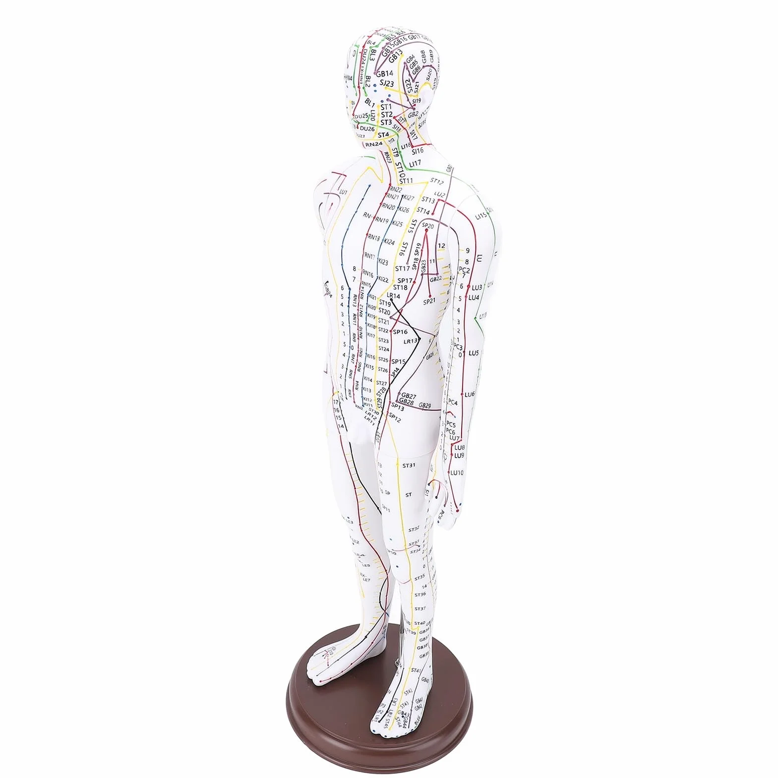 Modello di Agopuntura del Corpo Umano Alta Definizione per Insegnamento