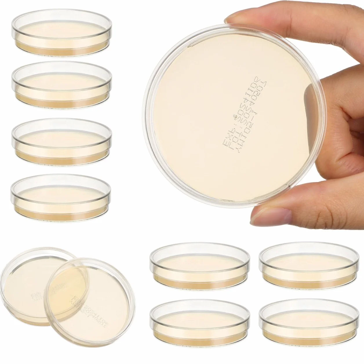 Baluue 10 Pezzi Di Petri Con Agar Nutriente 70mm, Pre-Sterilizzate Piastre Petri Con Agar Per Microbiologia Laboratorio, Esperimenti Scientifici E Progetti STEM Scolastici