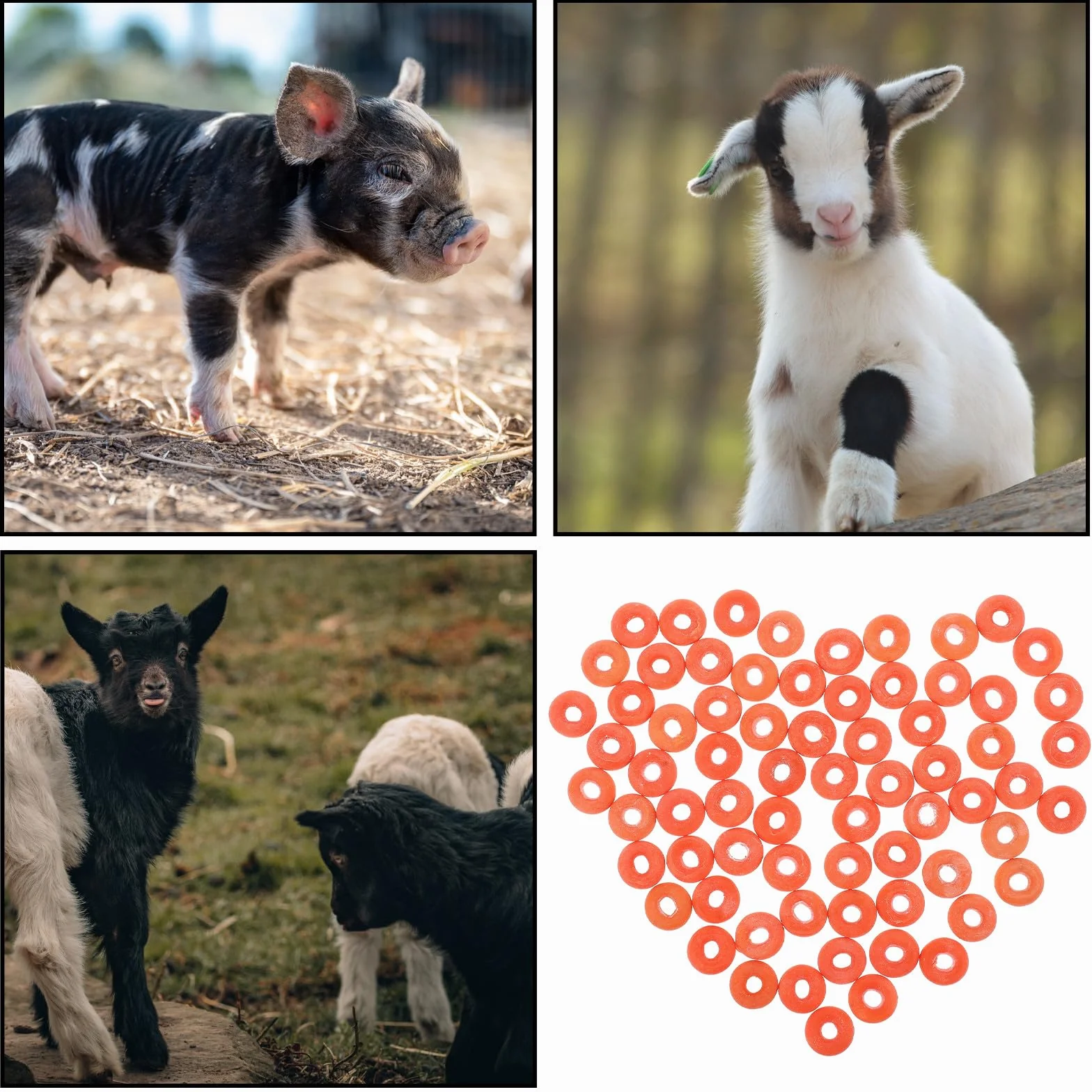 Didiseaon Anelli di Castrazione la Castrazione e Taglio della Coda degli Animali 100 Pezzi in Gomma Arancione ad Alta Elasticità , Multiuso per Bovini e Suini