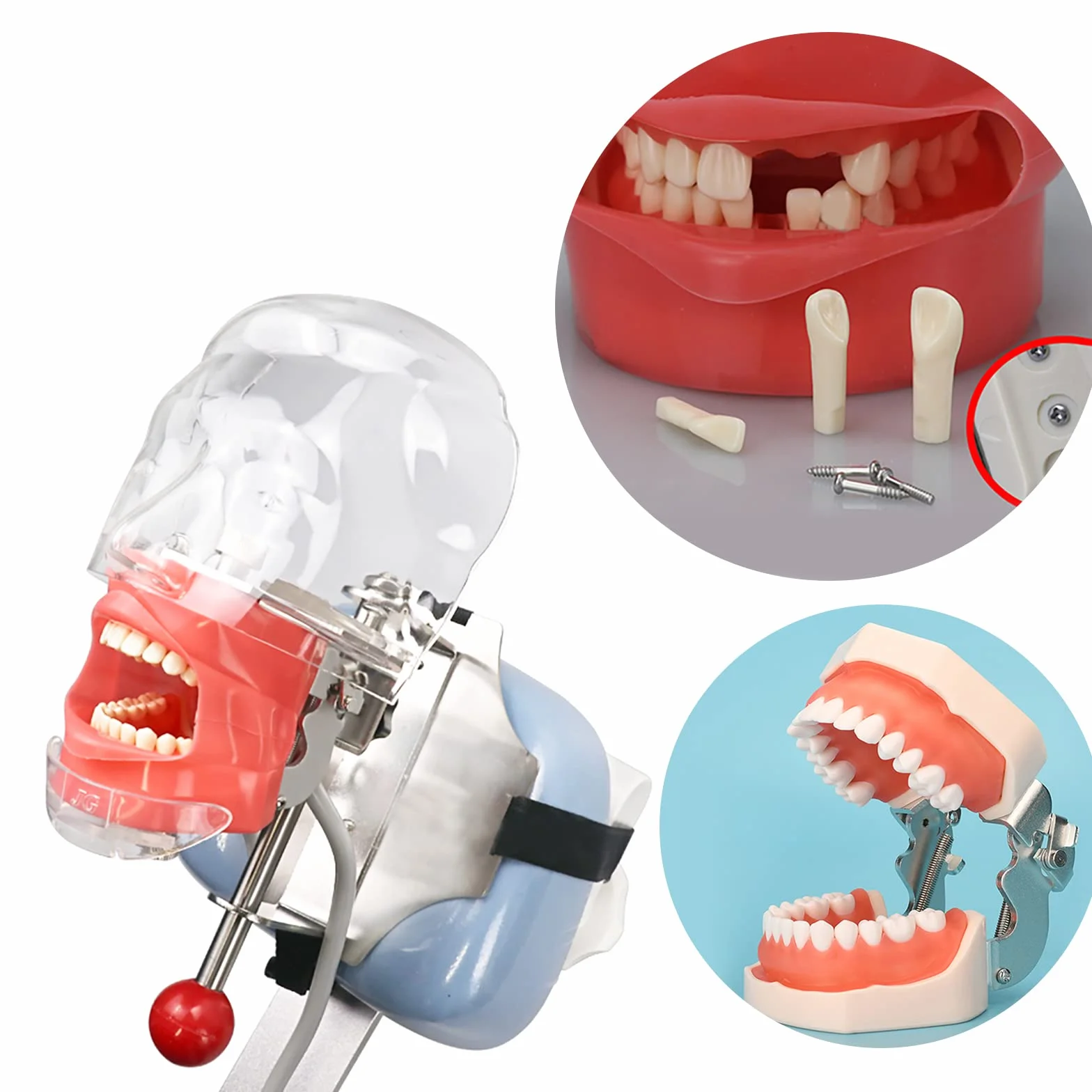 Dentale Typodont Model 28 Zębów Staccabile Strumenti Studio Didattico Articolato Anatomia Denti Rimovibili con Cacciavite