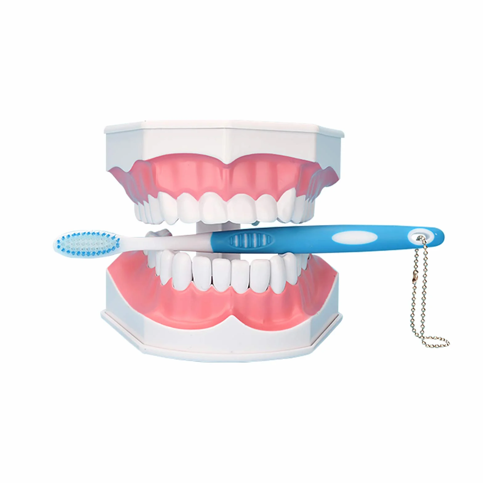 Youya Modello Dentale Grandi Dimensioni Strumento Insegnamento Dentale Spazzolino Denti Inferiori Rimovibili