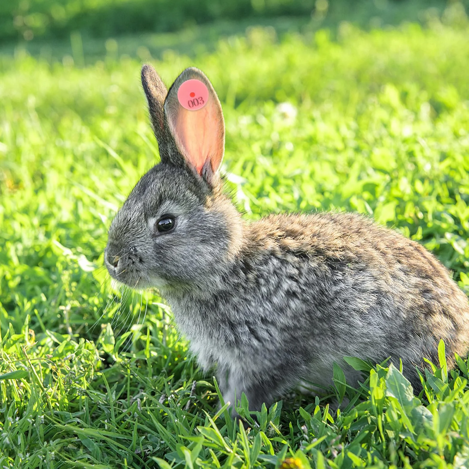 Tofficu 100 Pezzi Marchi Auricolari Numerati per Conigli e Piccoli Animali, Etichette Auricolari Resistenti e Facili da Fissare per Identificazione e Gestione Bestiame in Fattoria