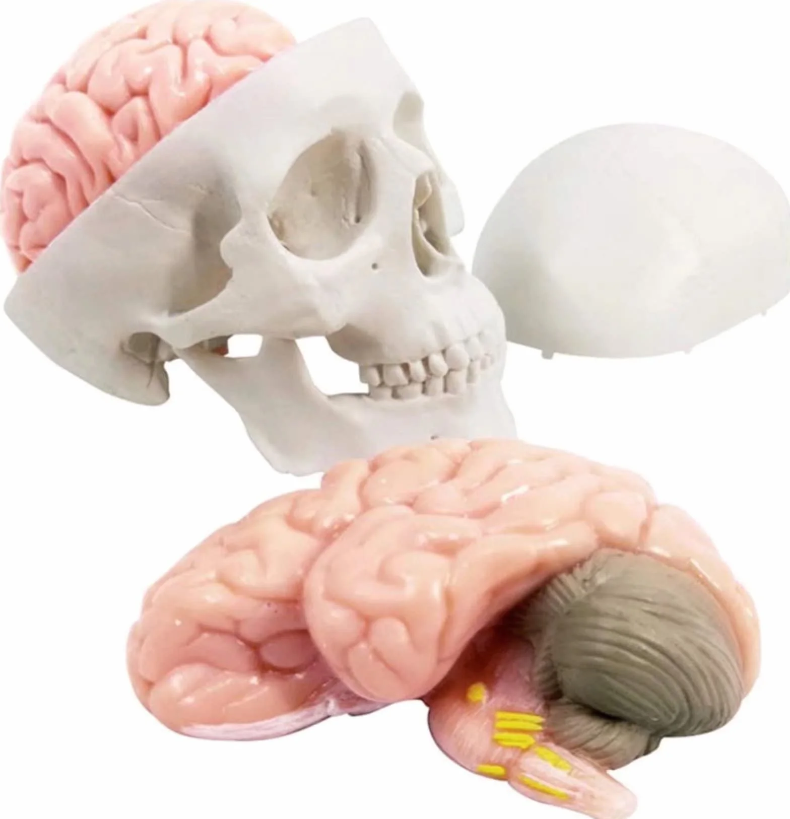 Cranio Umano in Miniatura 3 Pezzi con Cervello in 2 Parti, Modello Educativo per Apprendimento