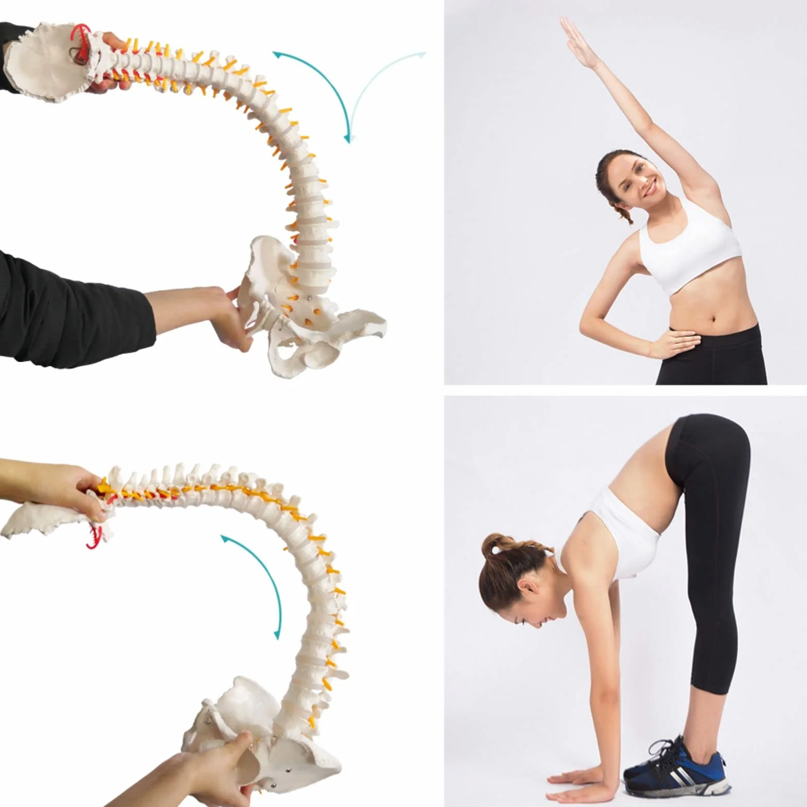 Modelo de columna vertebral flexible a tamaño natural 33 pulgadas (85 cm) con médula espinal, vértebras, nervios, arterias, lumbar, pelvis y soporte