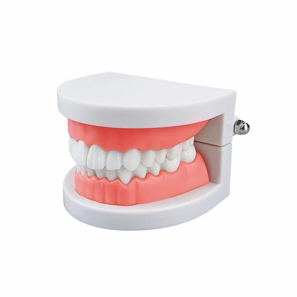 Dental Study Supplies Adult Standard Typodont Teeth Model Without Wisdom Teeth