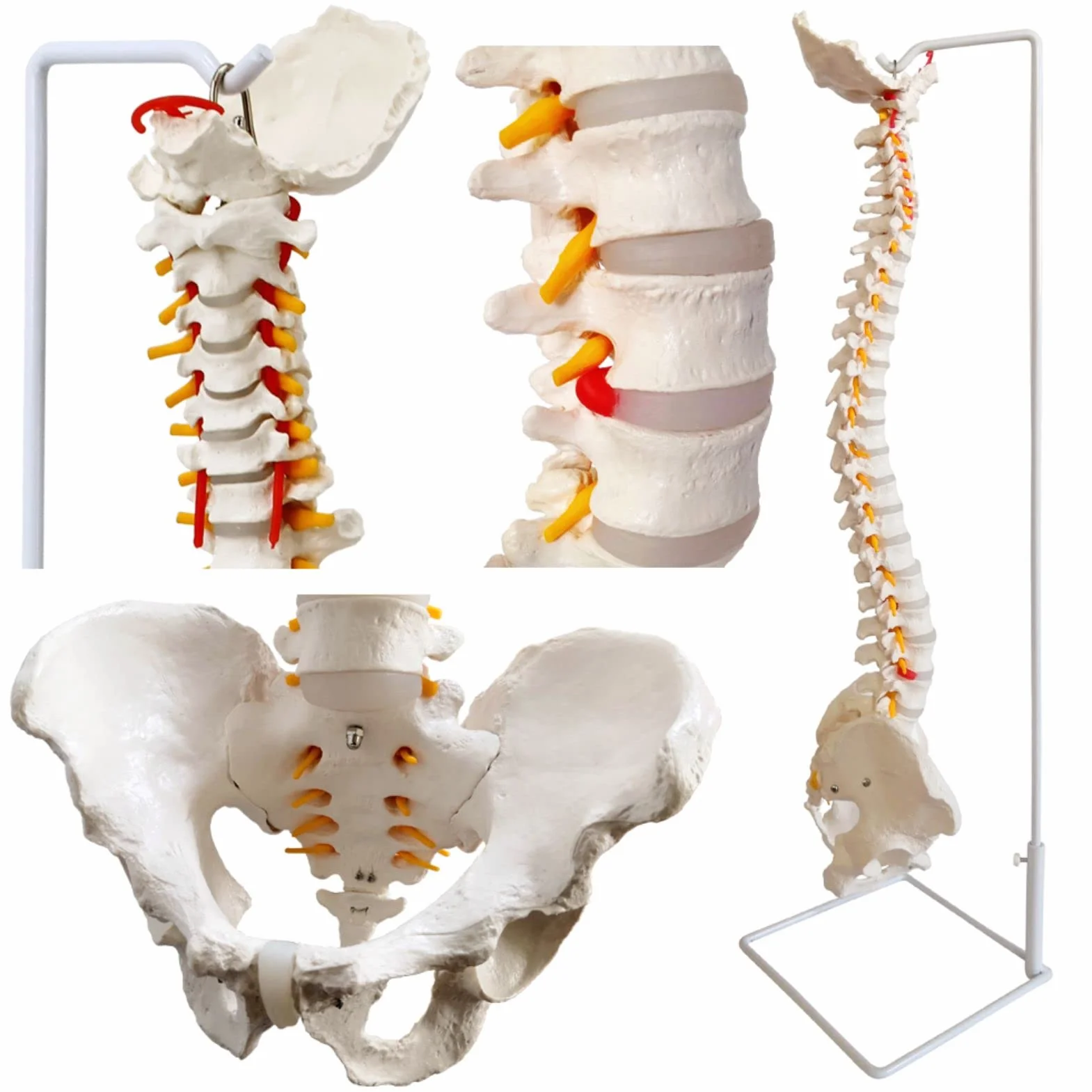 Modelo de columna vertebral flexible a tamaño natural 33 pulgadas (85 cm) con médula espinal, vértebras, nervios, arterias, lumbar, pelvis y soporte