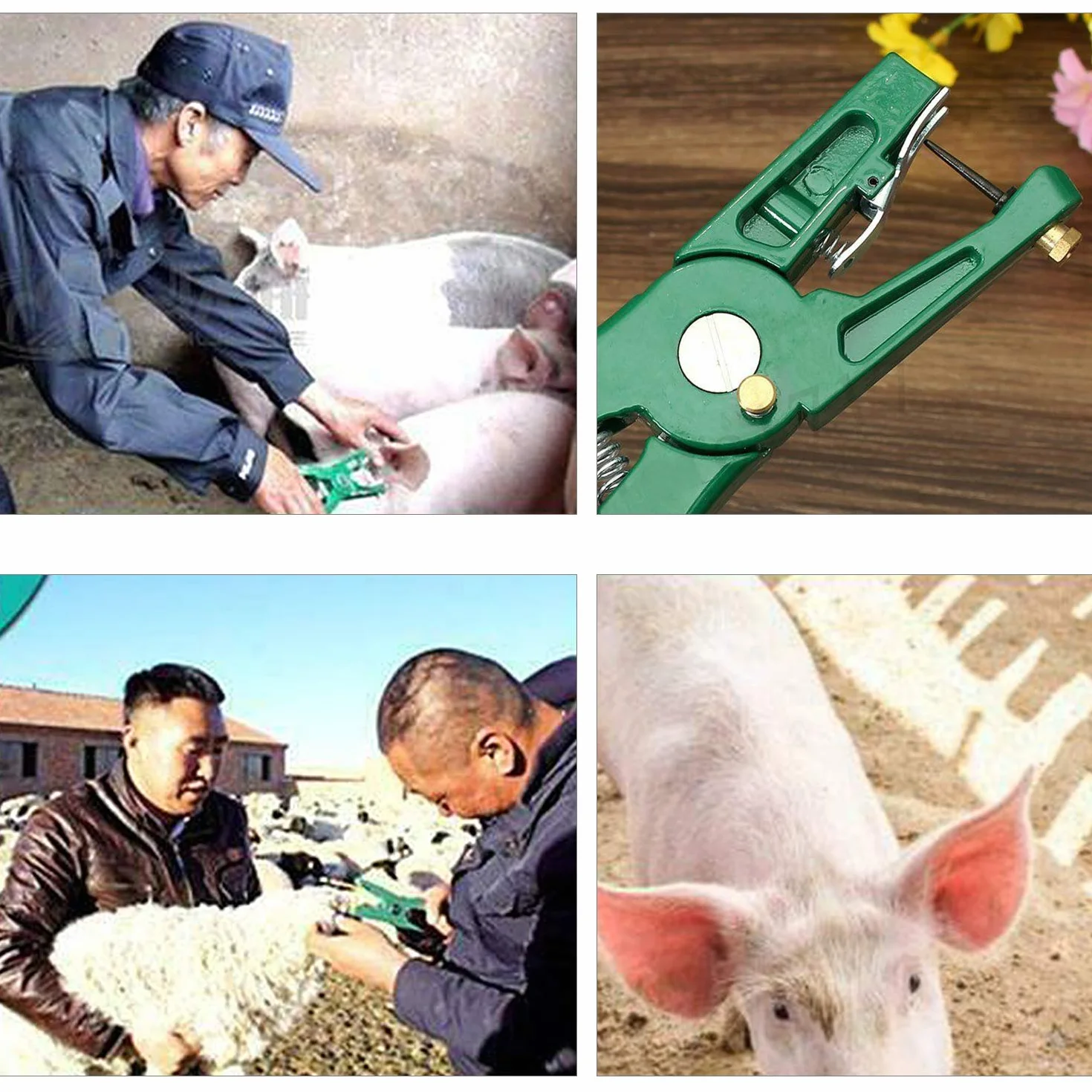 Pinze per Etichette per Animali Bestiame Animale Marchio Auricolare Pinza Applicatore per l'Installazione di Suini Bovini Pecore Orecchio Marchio Auricolare (Verdi)