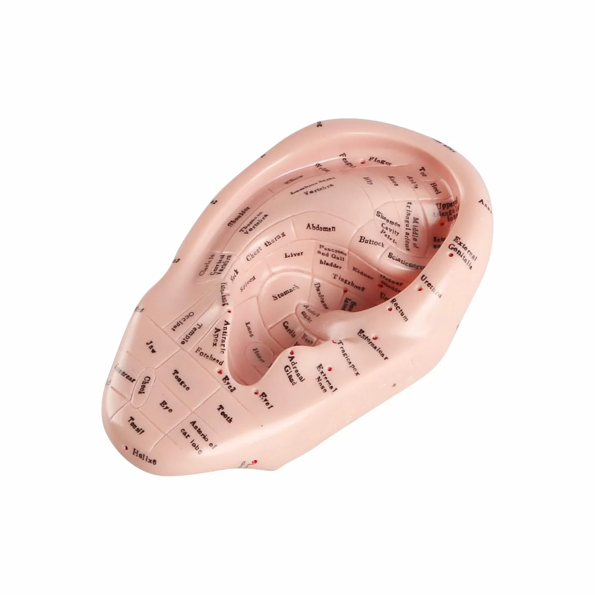 Modello punti di agopuntura dell'orecchio in PVC morbido 17 cm