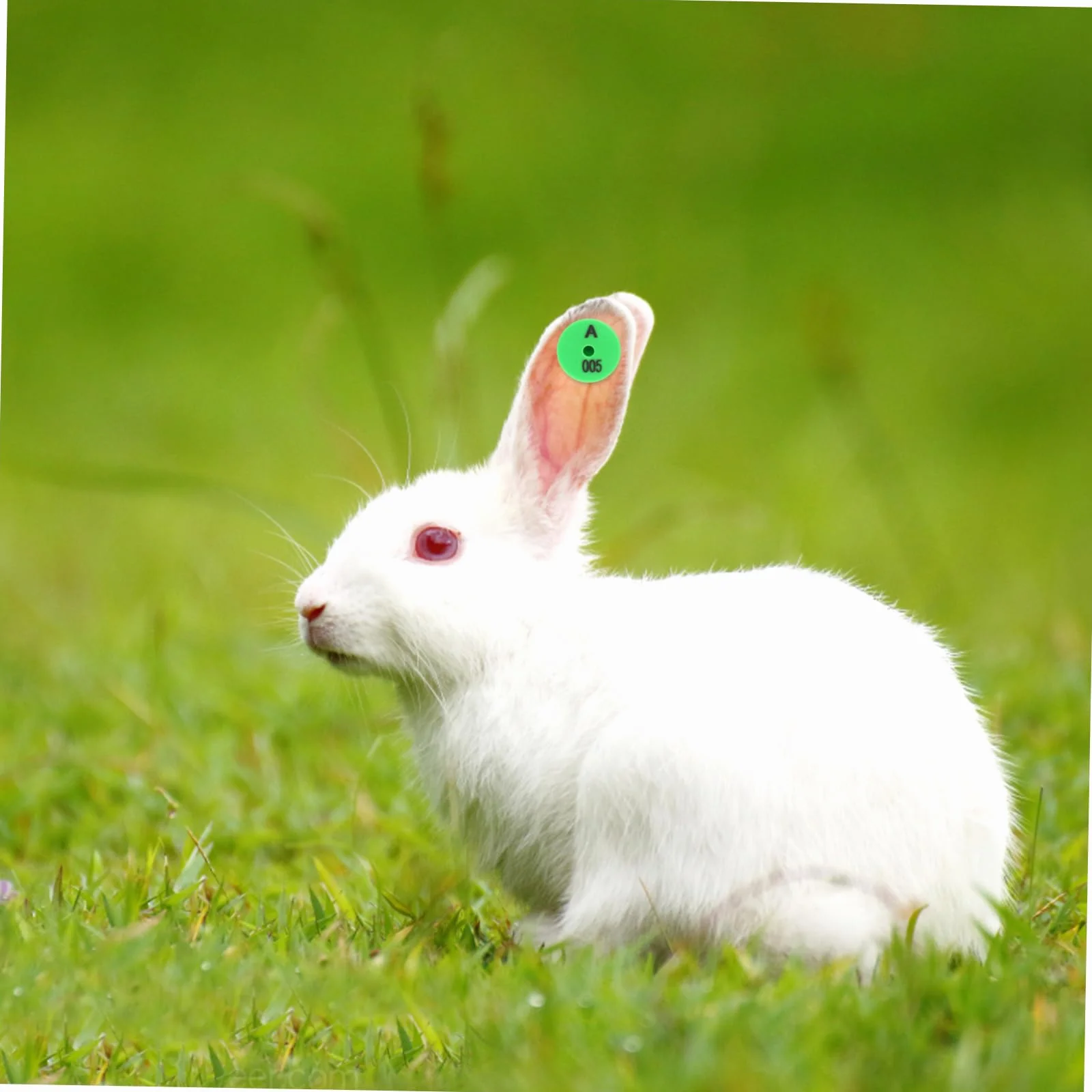 Etichette Auricolari Numerate con Colori Vivaci Resistenti Agli Urti 100 Pezzi per Identificazione in Allevamenti e Monitoraggio Bestiame per Conigli e Piccoli Animali