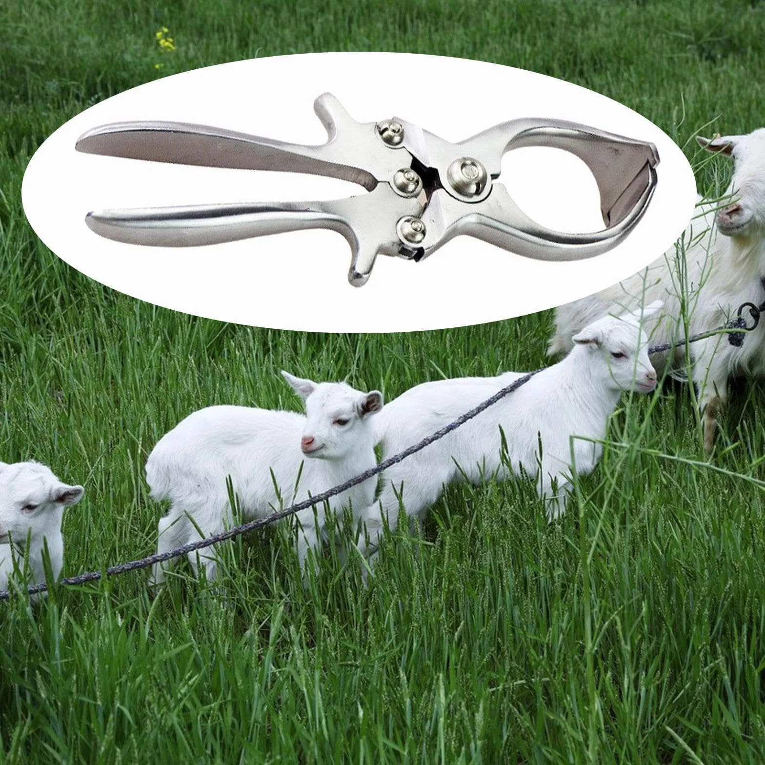 MagiDeal Pinza da castrante Castrazione acciaio inossidabile Elastratore di rimozione della coda veterinaria per bestiame per maialini di agnello