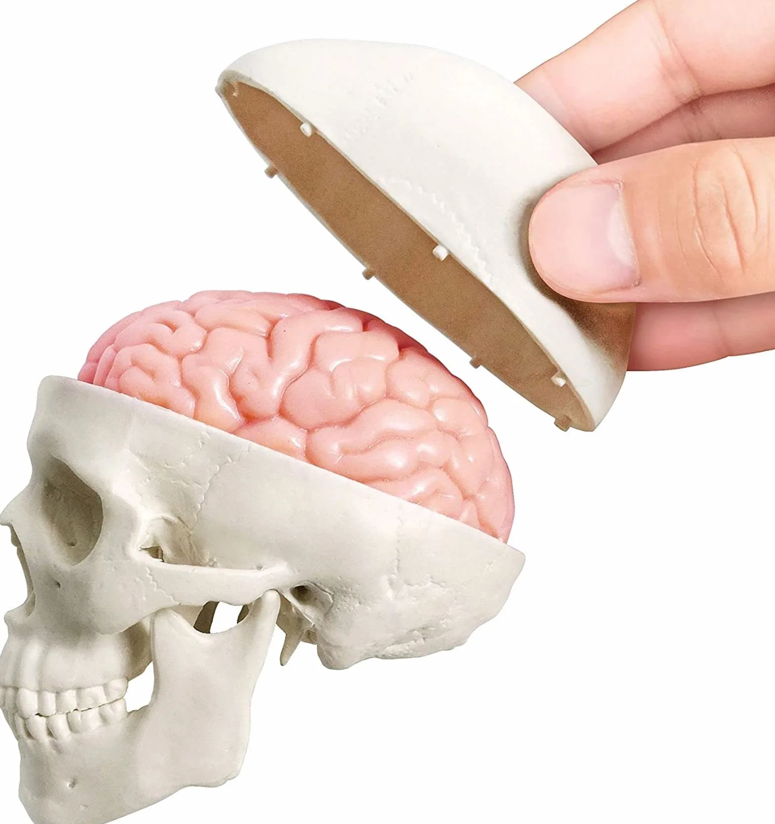Cranio Umano in Miniatura 3 Pezzi con Cervello in 2 Parti, Modello Educativo per Apprendimento