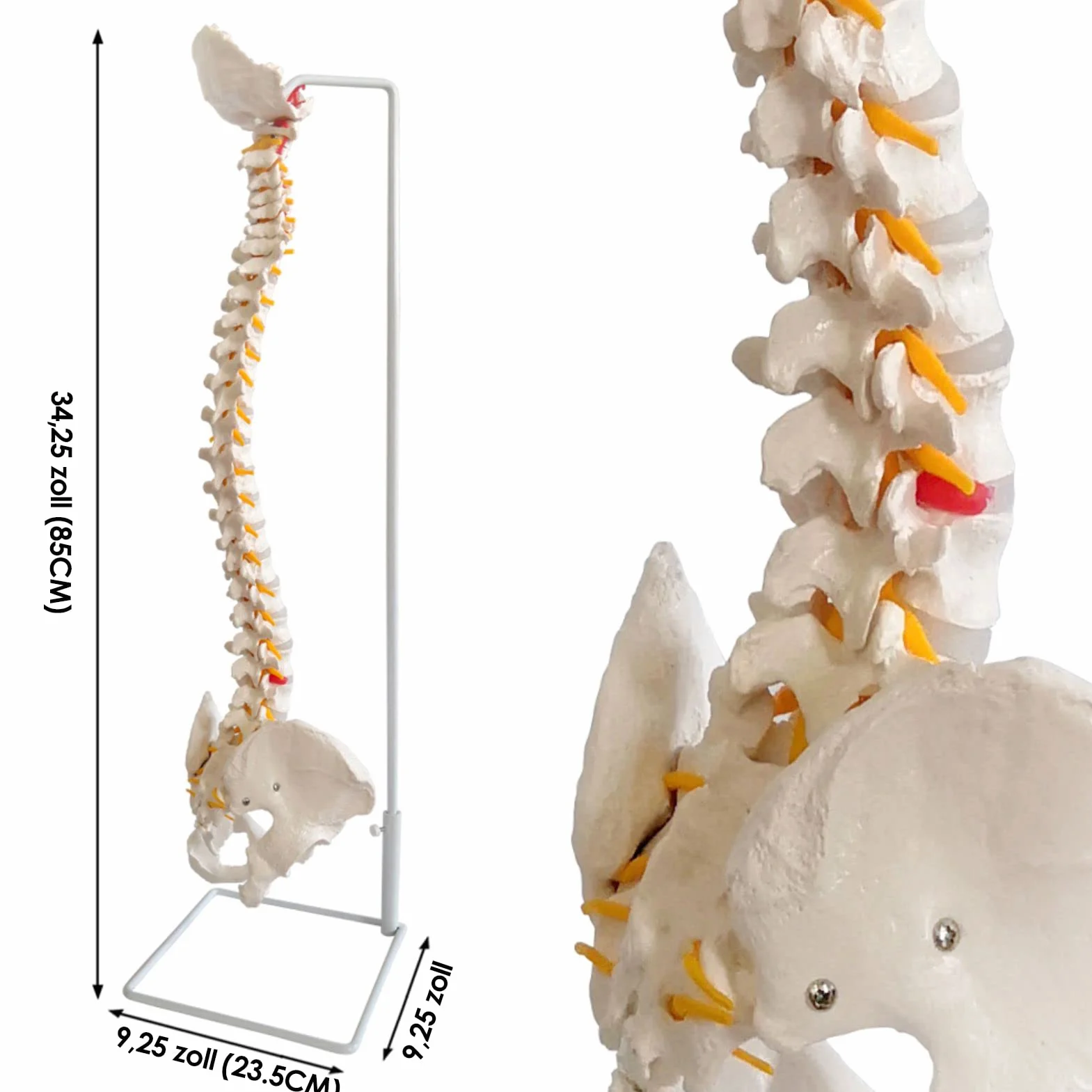 Modelo de columna vertebral flexible a tamaño natural 33 pulgadas (85 cm) con médula espinal, vértebras, nervios, arterias, lumbar, pelvis y soporte