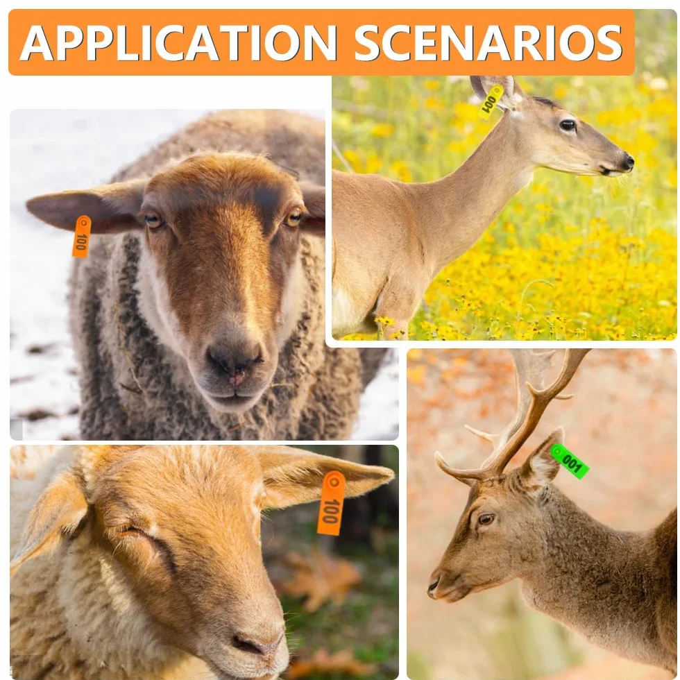 WGCD 300 pezzi di plastica bestiame Ear tag tag blu giallo arancio verde e 1 pz orecchio tag applicatore per capra Sheep Pig
