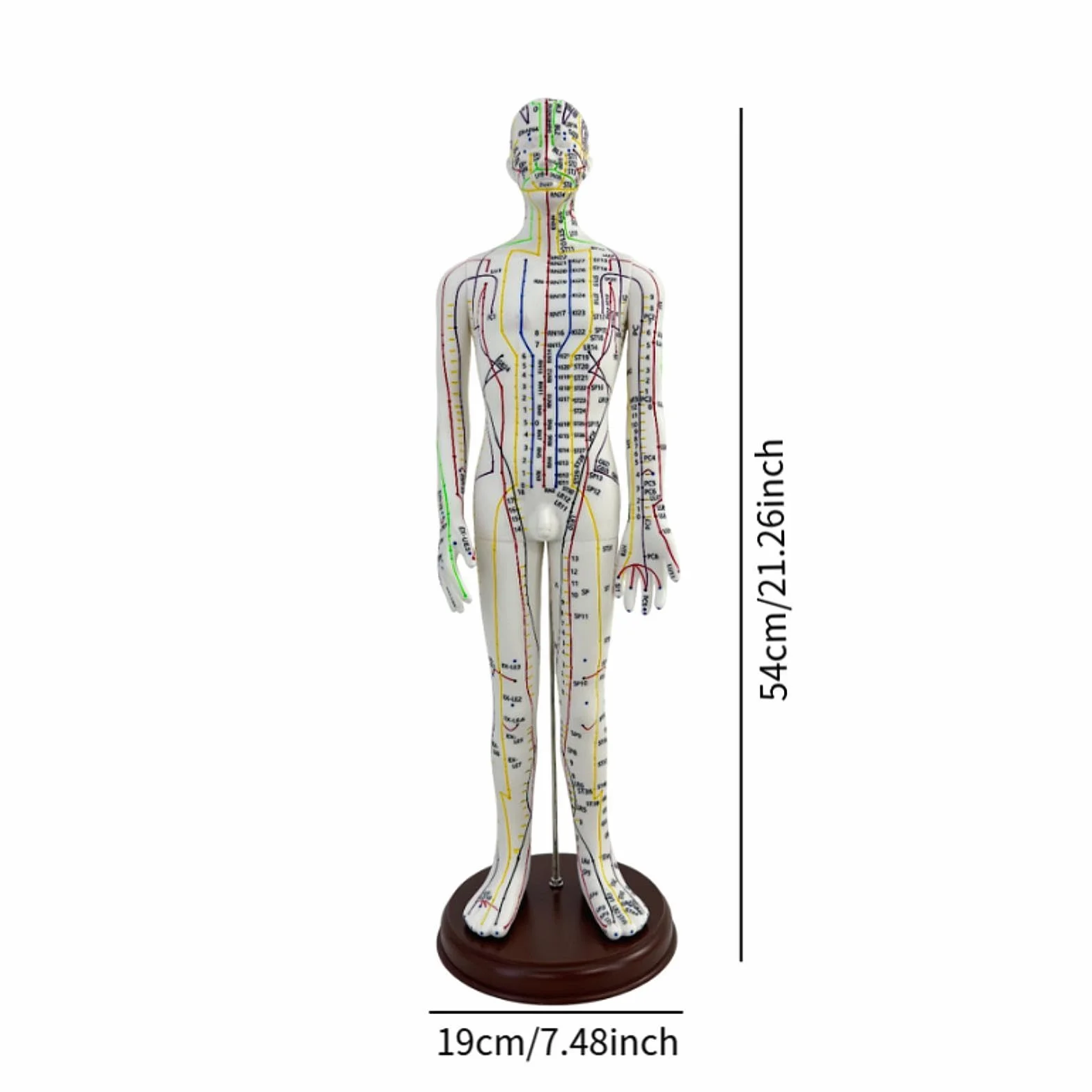 Amagogo Modello di agopuntura corpo umano 54cm PVC professionisti punti inglesi Maschio