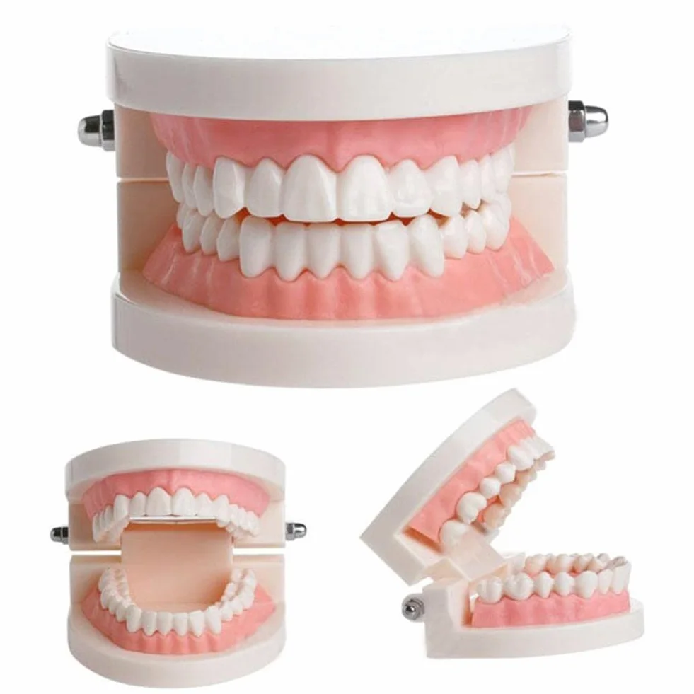 WANGCL Modello Dentale Denti Anatomici per Insegnamento Cura Orale