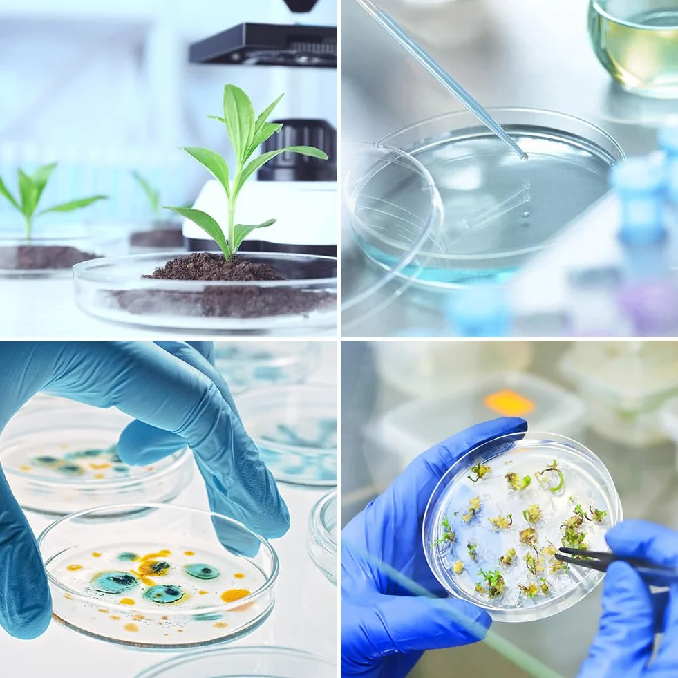 Piastra Petri,Petri Dishes,Piastra Petri in Plastica,Piatti Petri in Vetro, per Cultura di Laboratorio Lievito Batterico,10 con 2 Pipette di Trasferimento per Cultura di Laboratorio Lievito Batterico