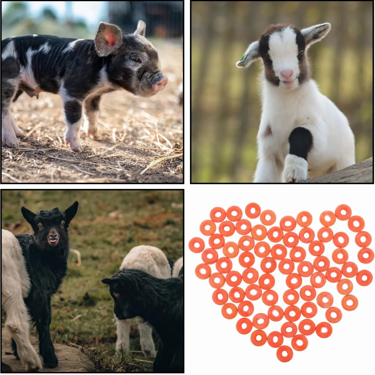 Elastici Per Castrare Capre Bande Agricole Anelli Gomma Applicatore 100 Pezzi