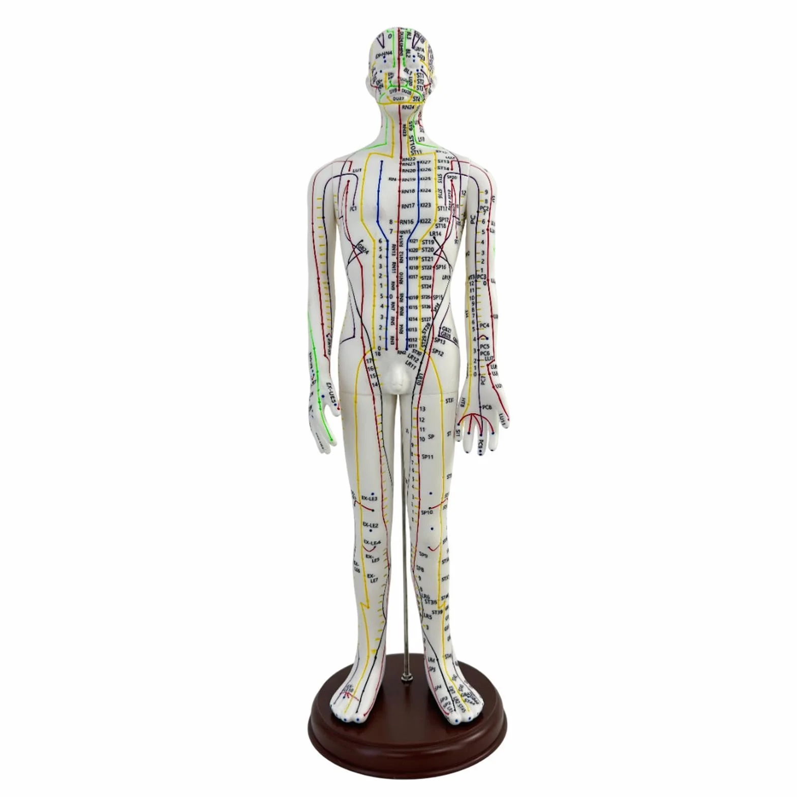 Amagogo Modello di agopuntura corpo umano 54cm PVC professionisti punti inglesi Maschio