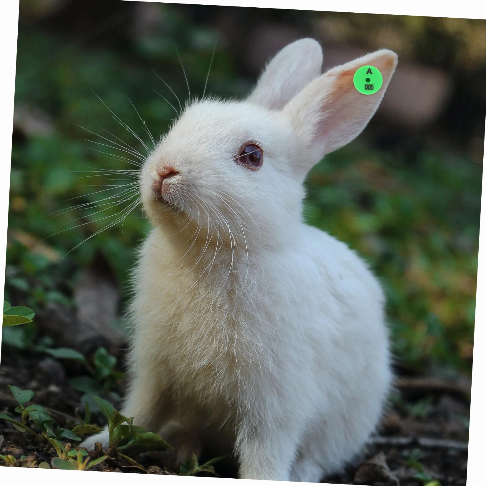 Etichette Auricolari Numerate con Colori Vivaci Resistenti Agli Urti 100 Pezzi per Identificazione in Allevamenti e Monitoraggio Bestiame per Conigli e Piccoli Animali