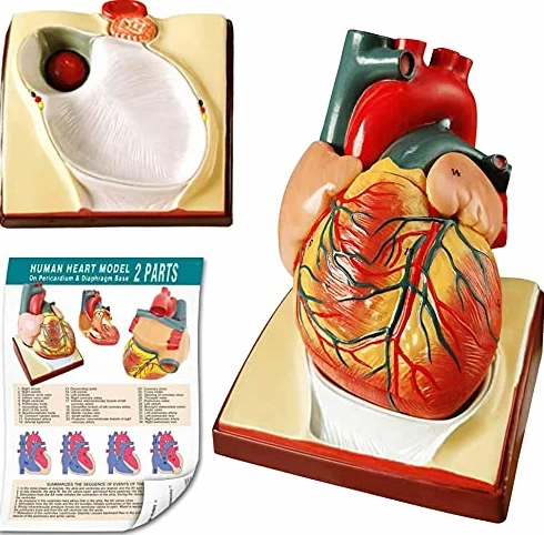 Modello di cuore umano a grandezza naturale 2 pezzi, modello cardiaco anatomico 1:1, 34 strutture