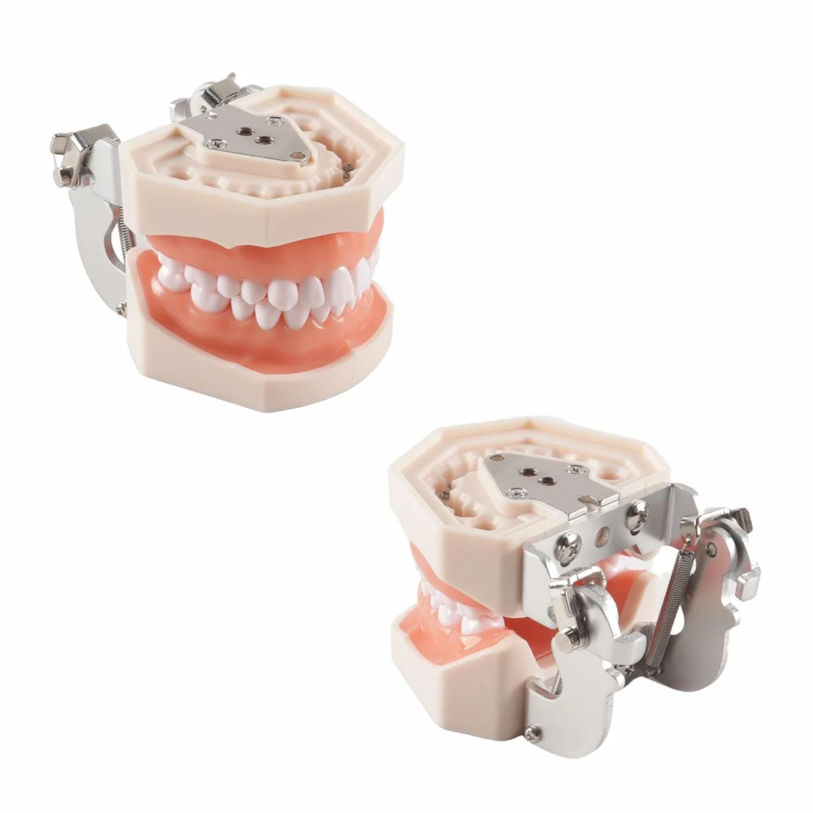 Modello di denti dentali Typodont 28 pezzi per studi dentistici studenti odontoiatria